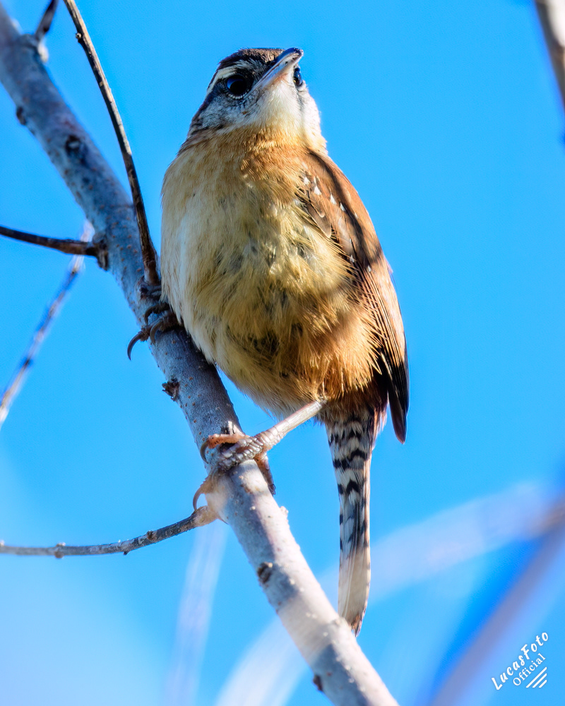 Carolina Wren