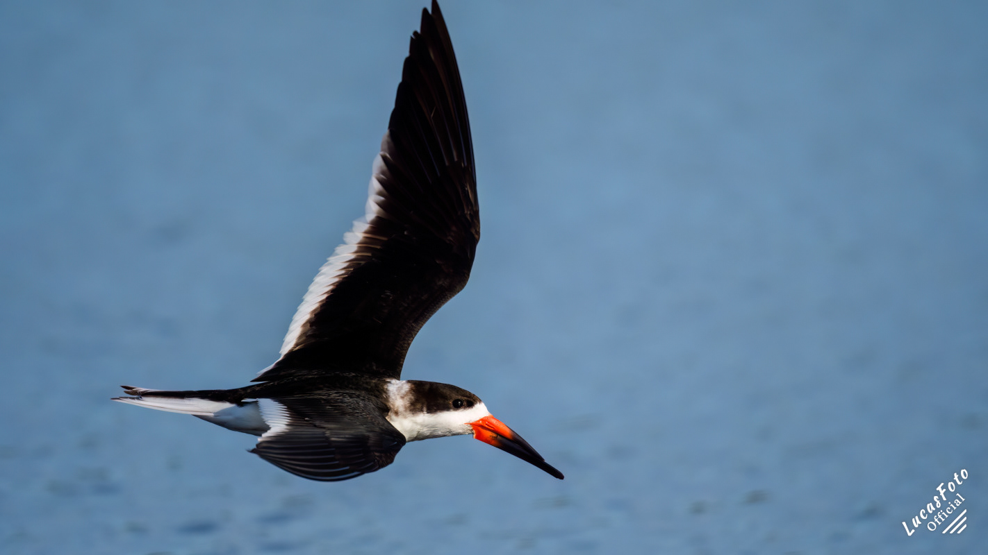 Black Skimmer