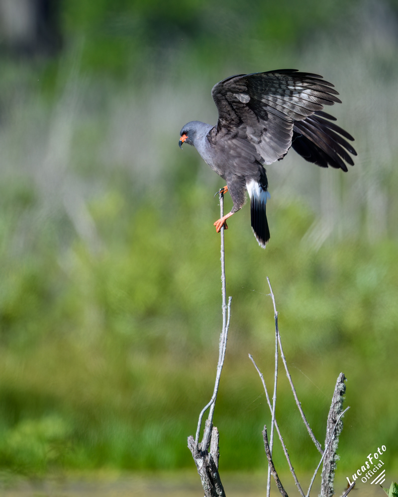Snail Kite