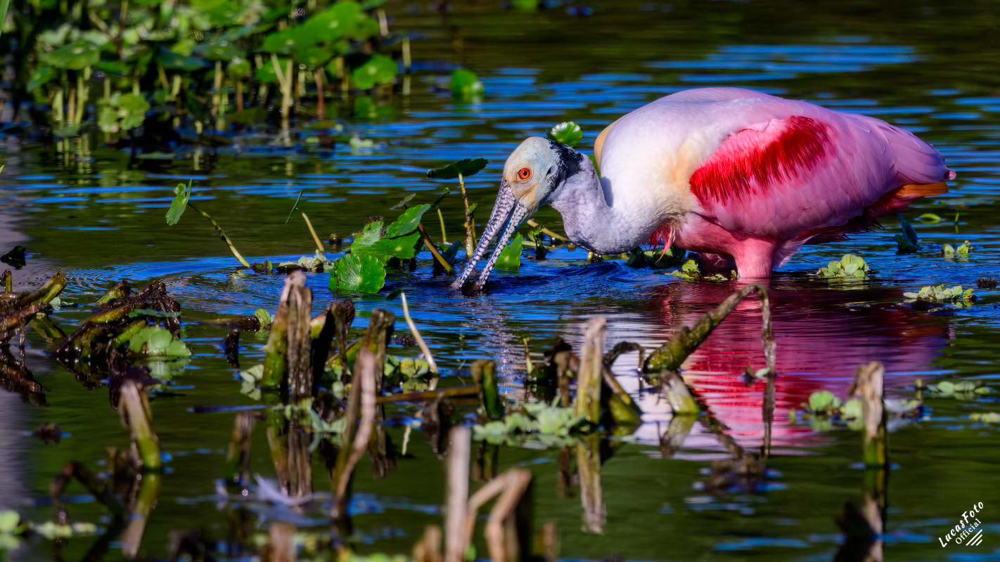 Roseate Spoonbill
