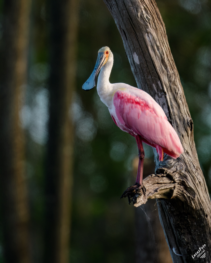 Roseate Spoonbill