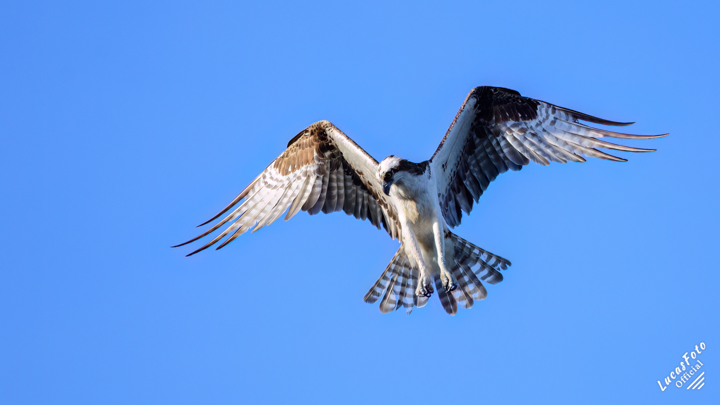 Osprey