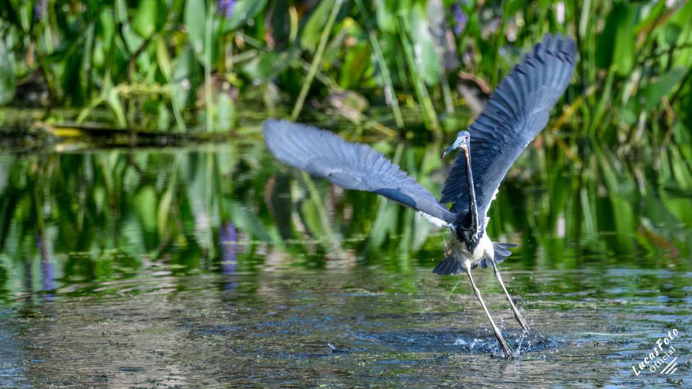 Tricolored Heron