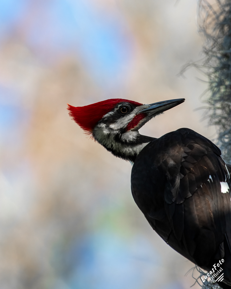 Pileated Woodpecker
