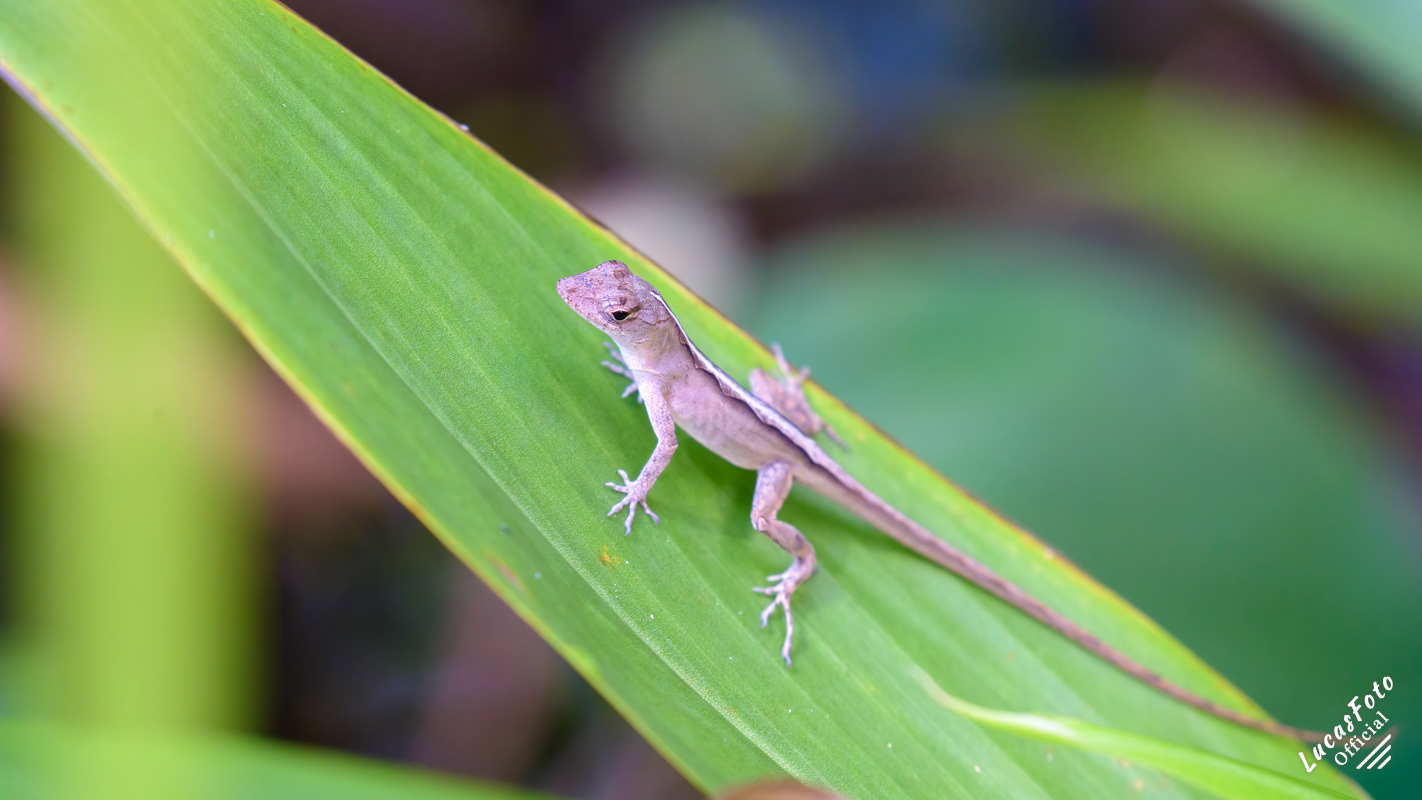 Brown Anole