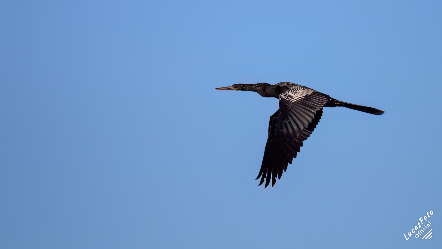 Anhinga