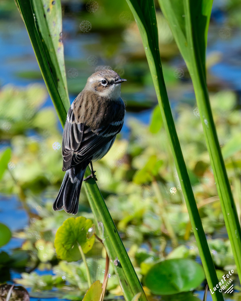 Yellow-rumped Warbler