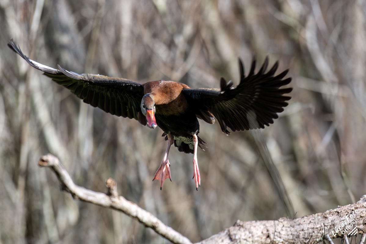 Black-bellied Whistling-Duck