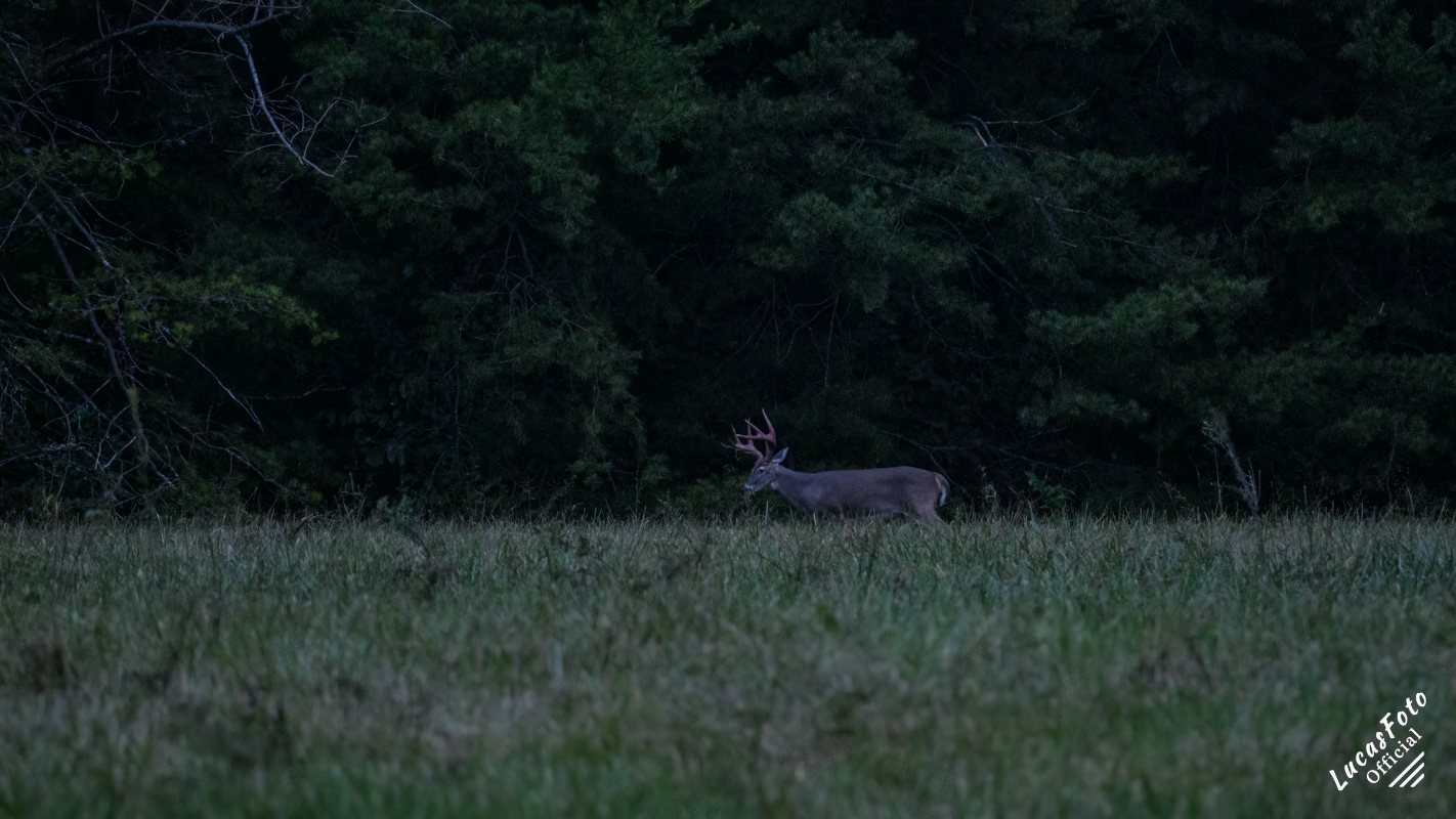 Whitetail