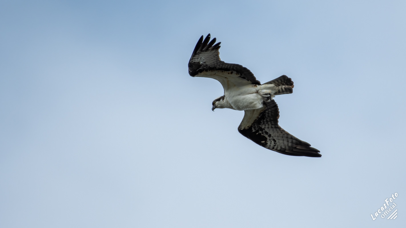 Osprey
