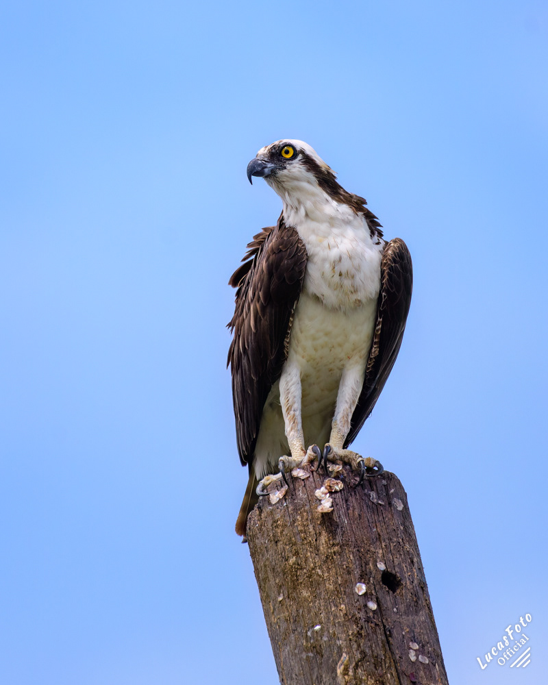 Osprey