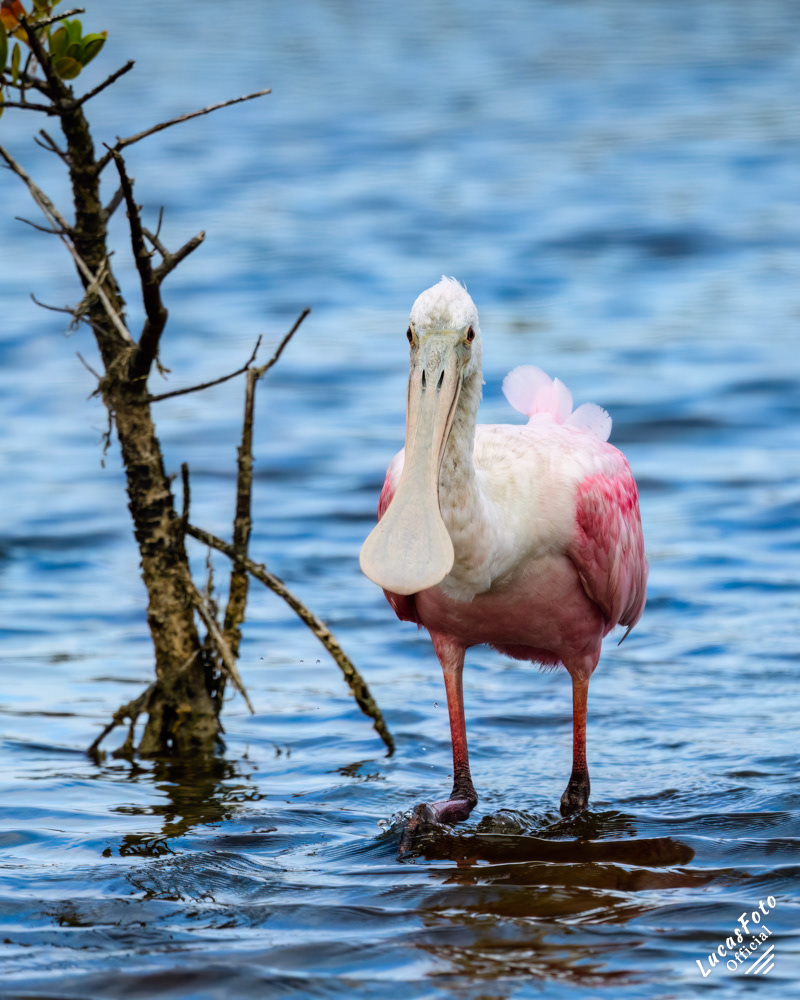 Roseate Spoonbill