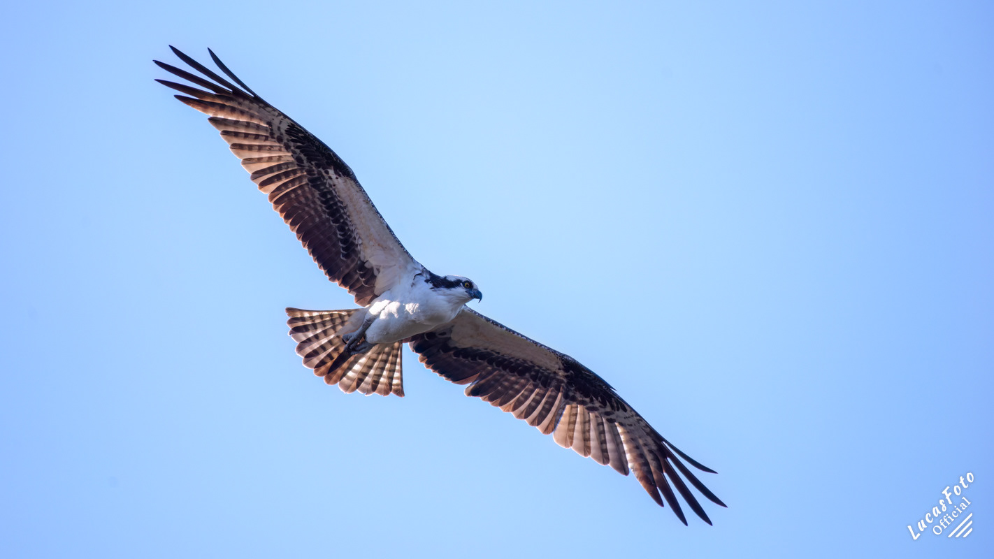 Osprey
