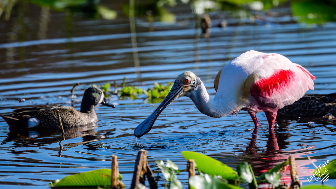 Roseate Spoonbill / Blue-winged Teal