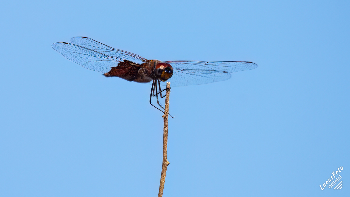 Red Saddlebags