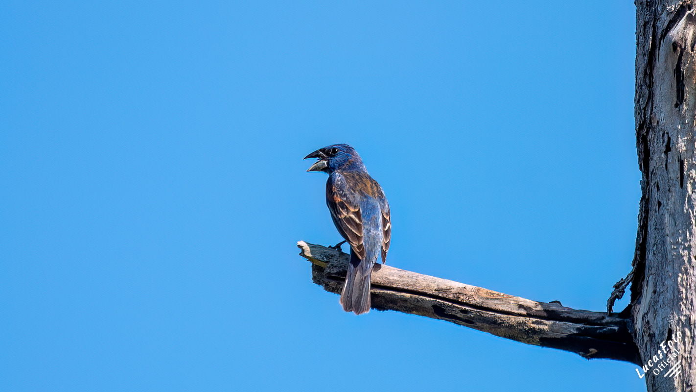 Blue Grosbeak