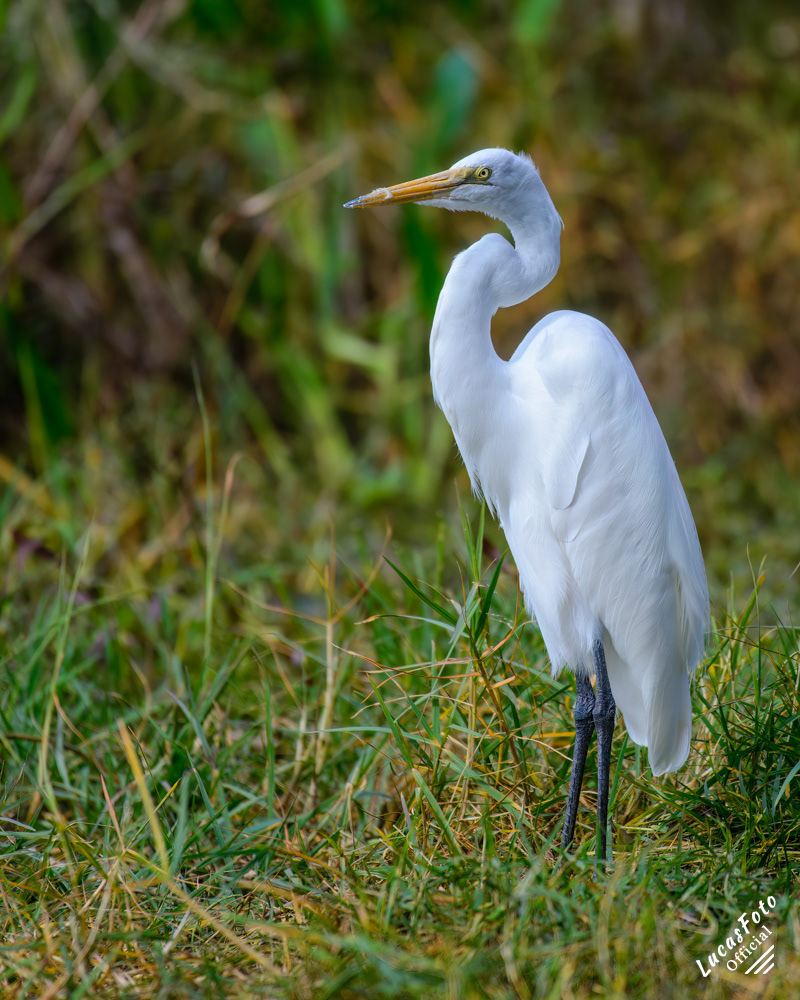 Great Egret