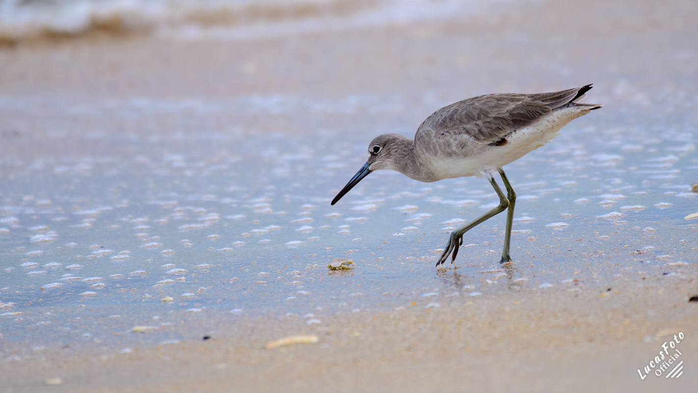 Willet
