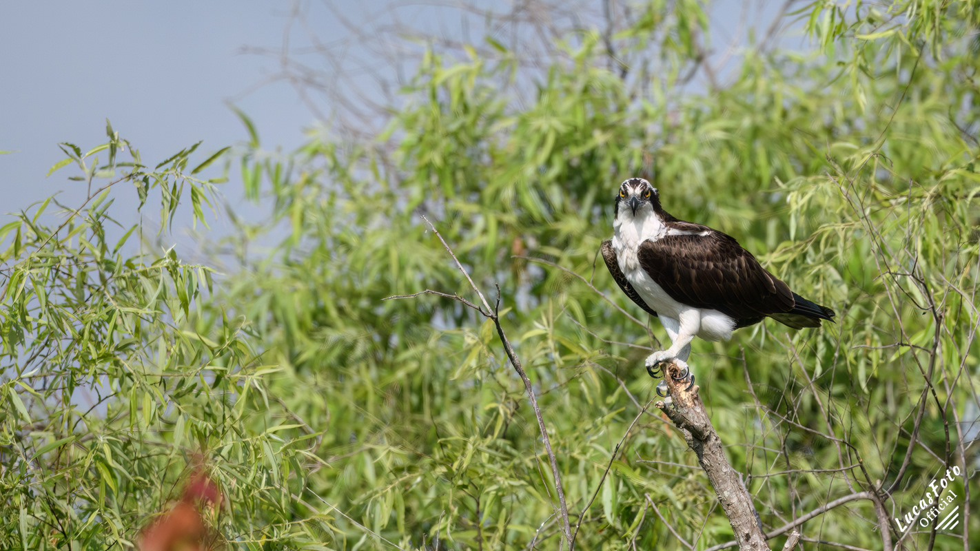 Osprey