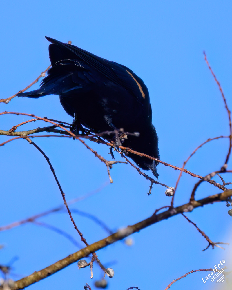 Red-winged Blackbird