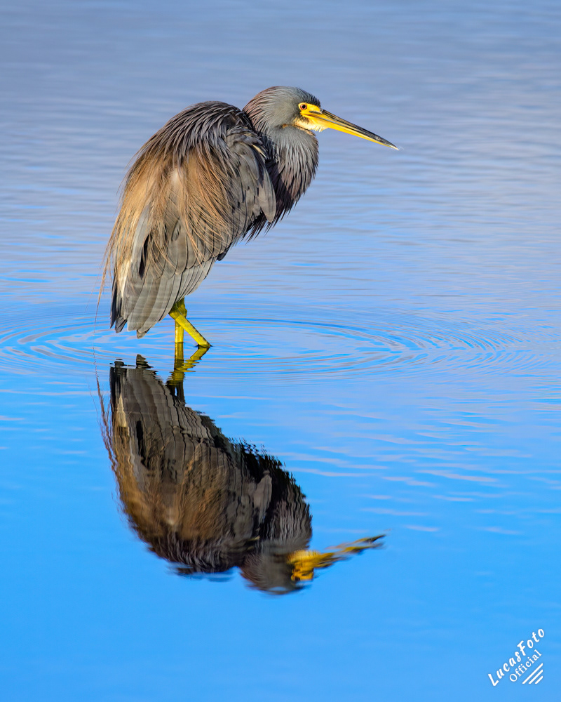 Tricolored Heron