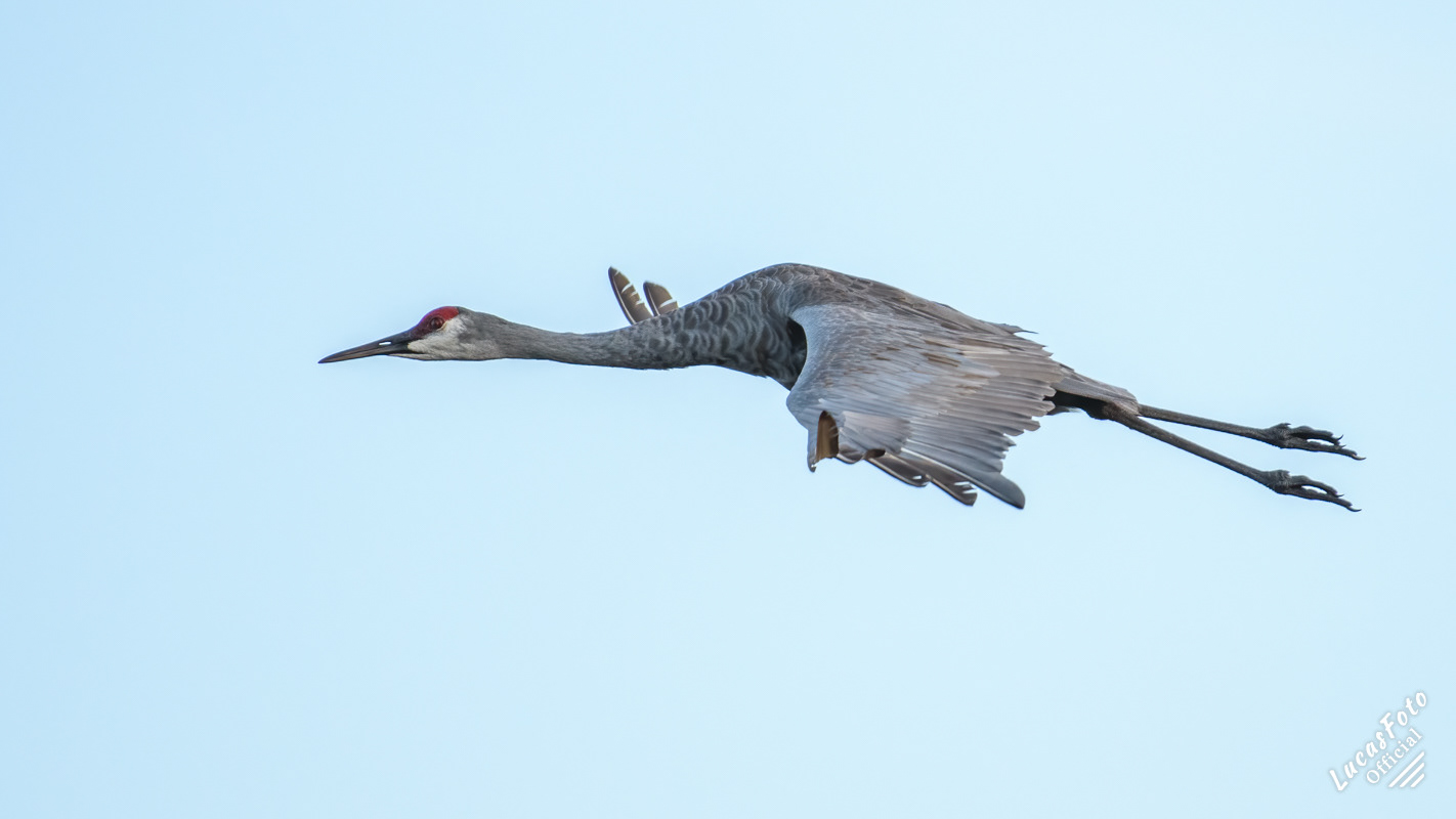 Sandhill Crane