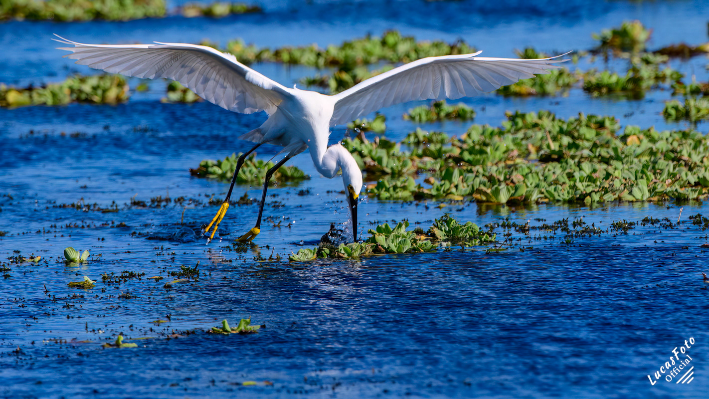 Snowy Egret