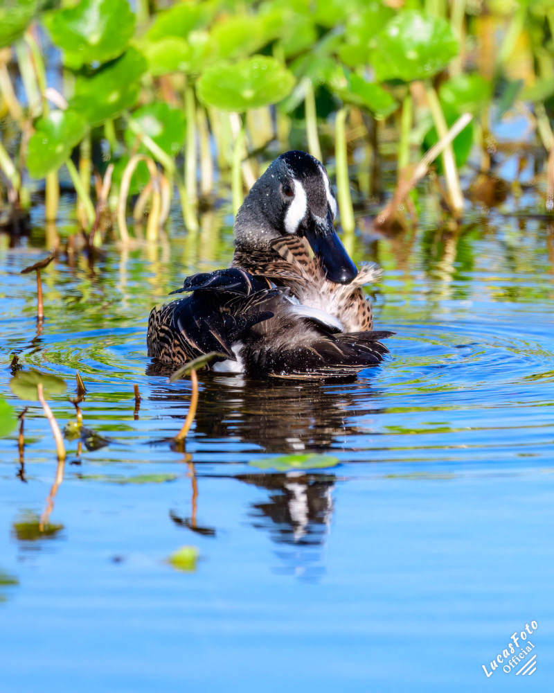 Blue-winged Teal