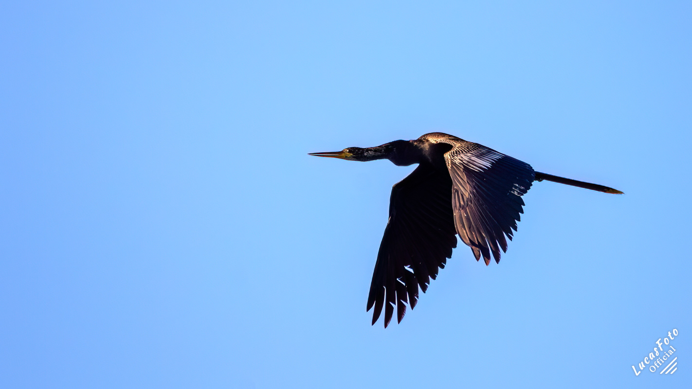 Anhinga