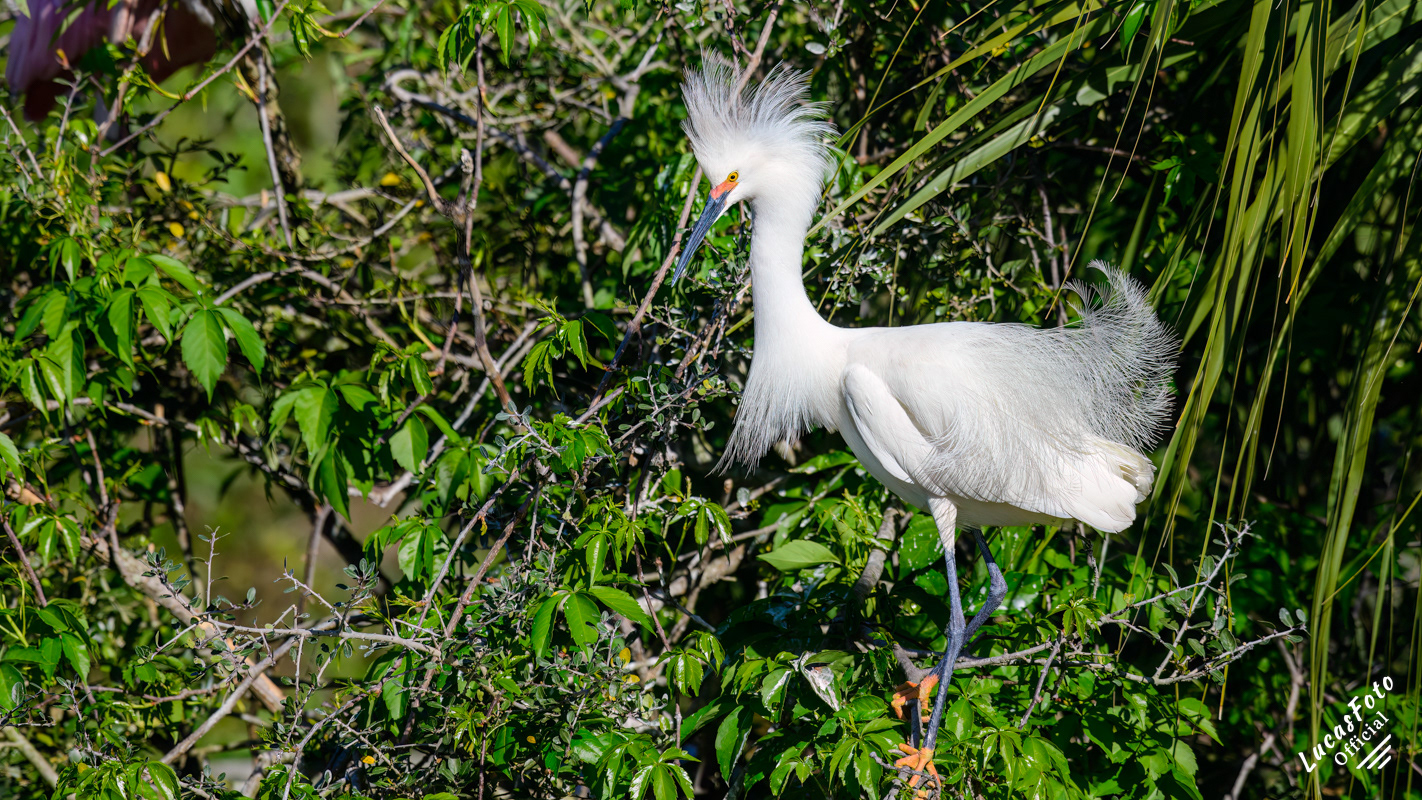 Snowy Egret
