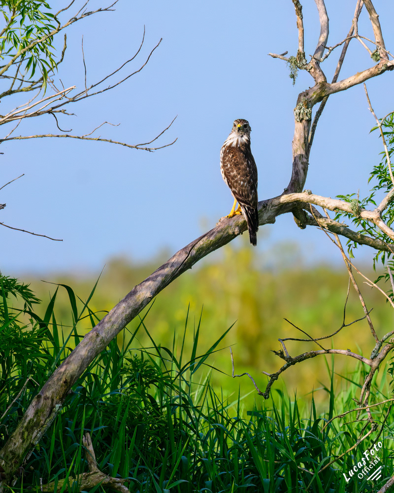 Red-shouldered Hawk