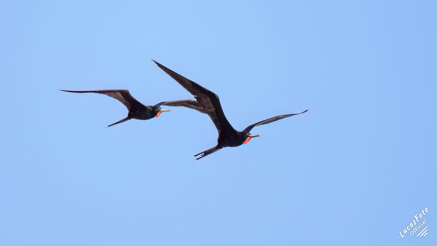 Magnificent Frigatebird