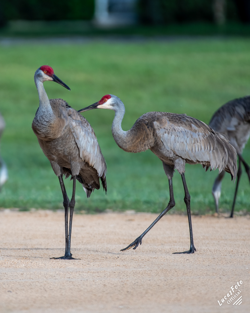 Sandhill Crane