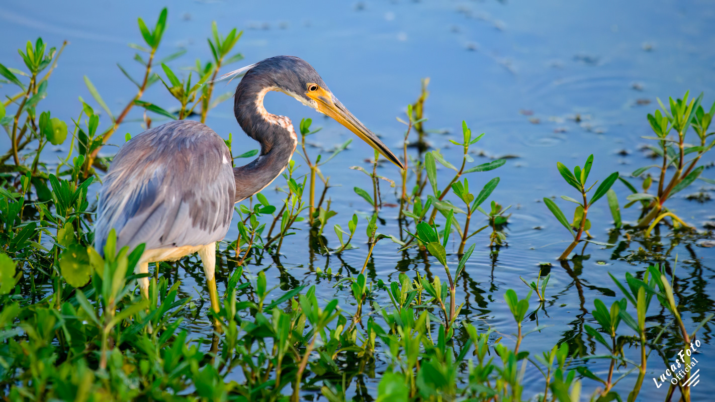 Tricolored Heron