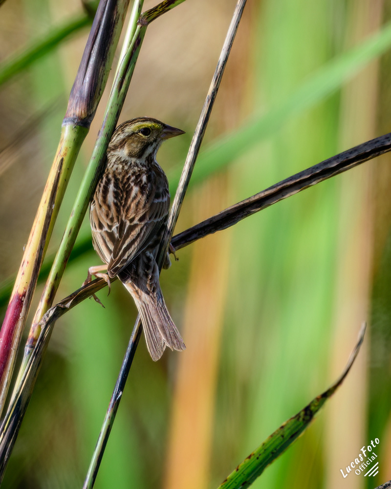 Savannah Sparrow