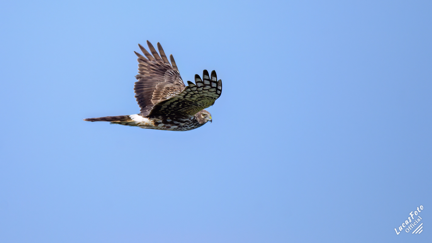 Northern Harrier