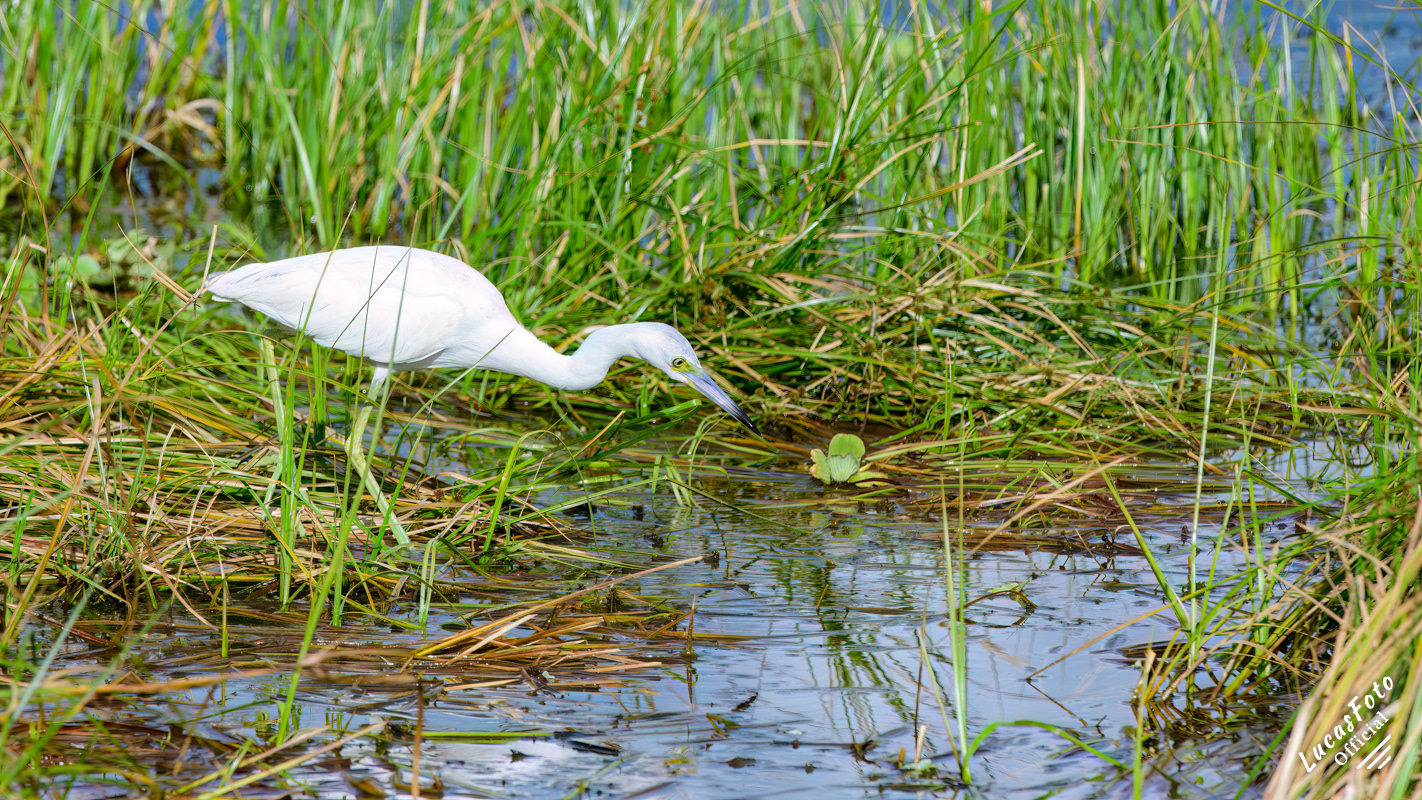 Juvenile Little Blue Heron