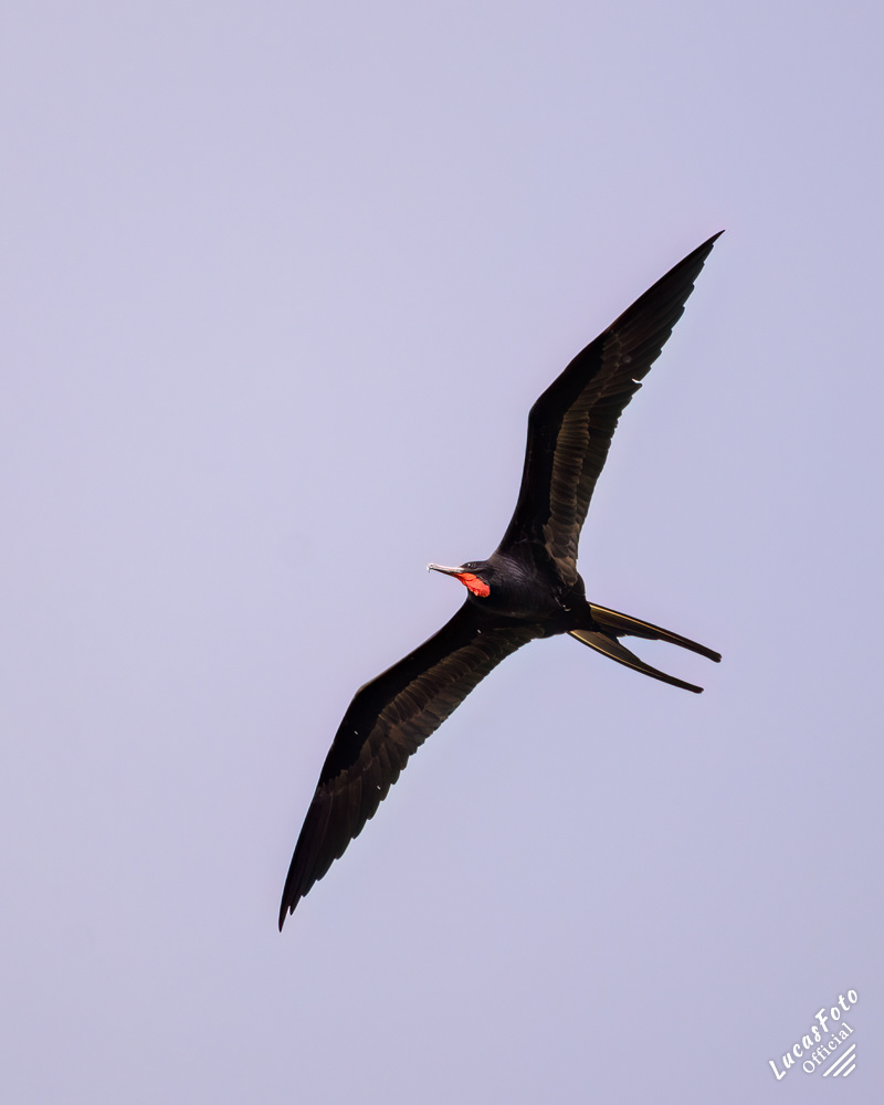Magnificent Frigatebird