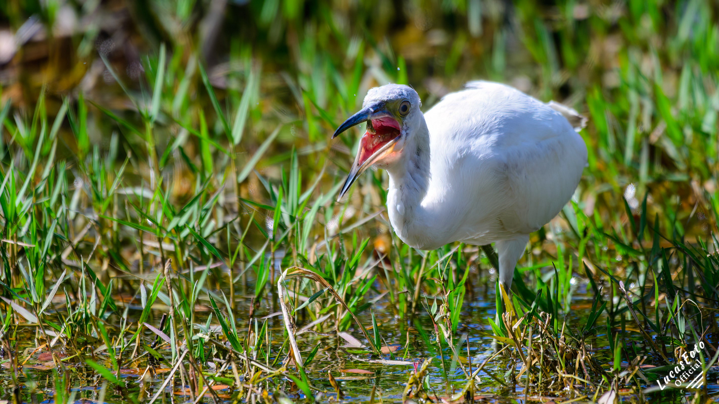 Juvenile Little Blue Heron