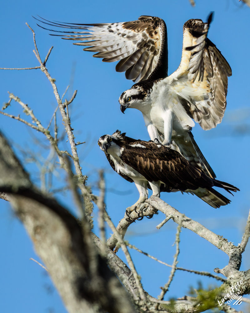 Osprey