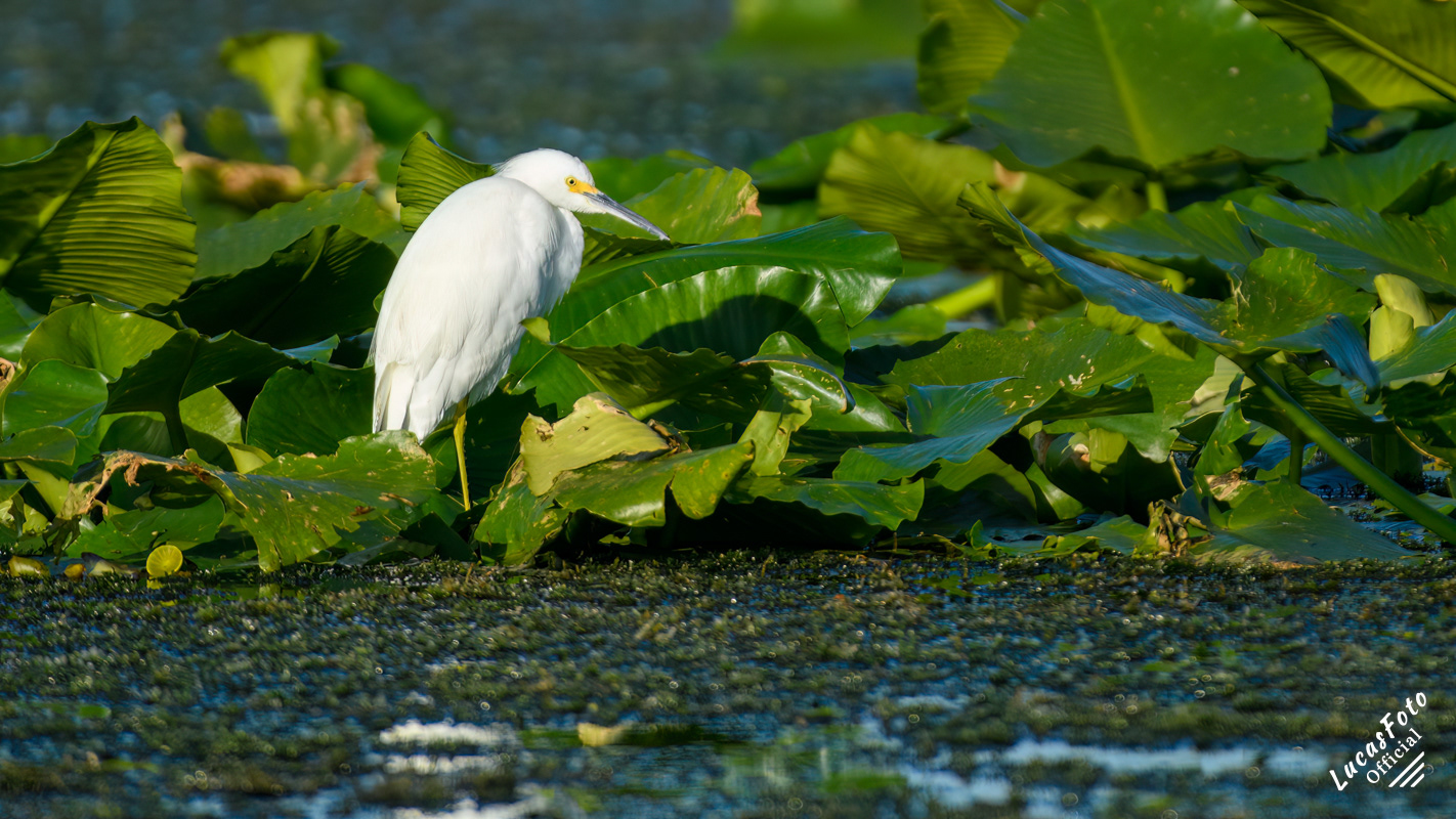 Snowy Egret