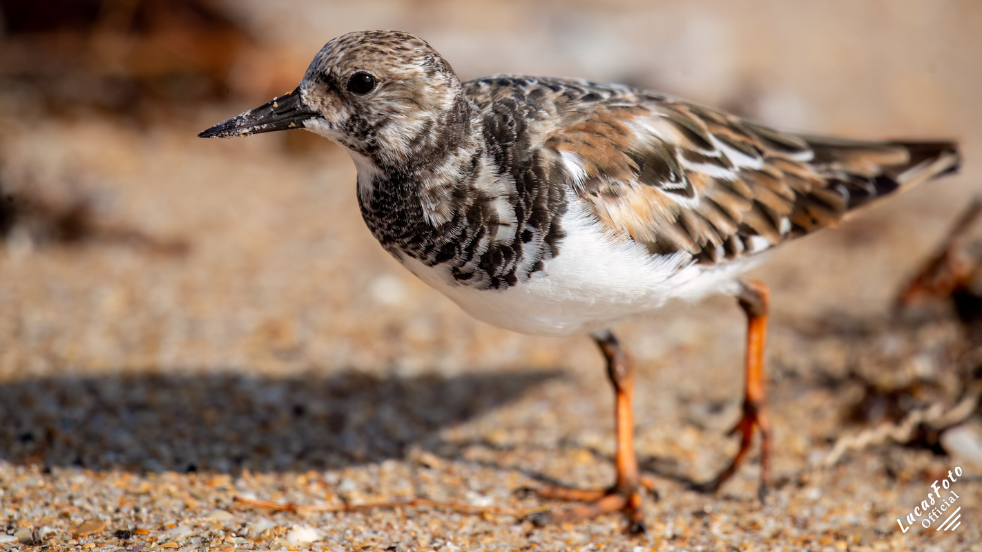 Ruddy Turnstone