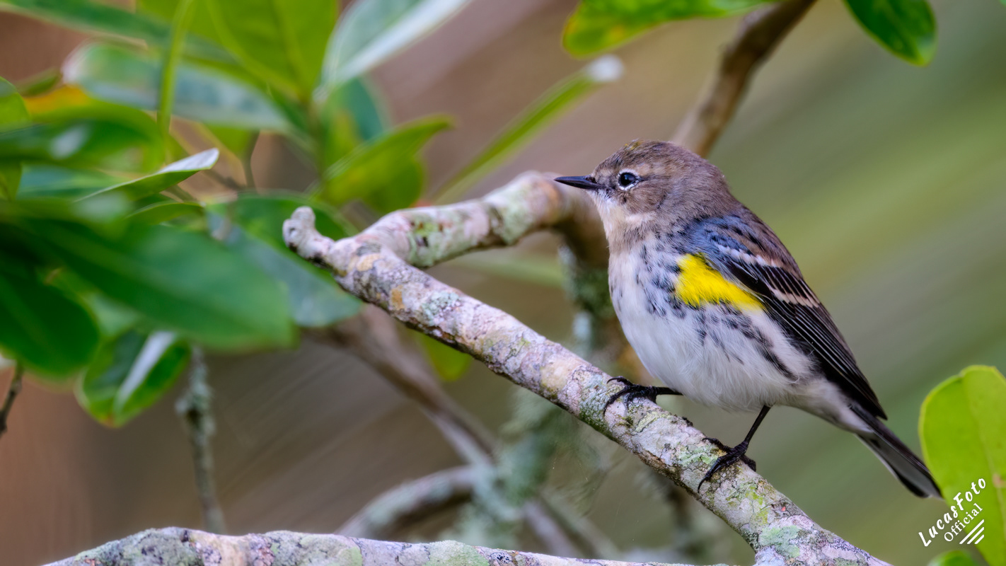 Yellow-rumped Warbler