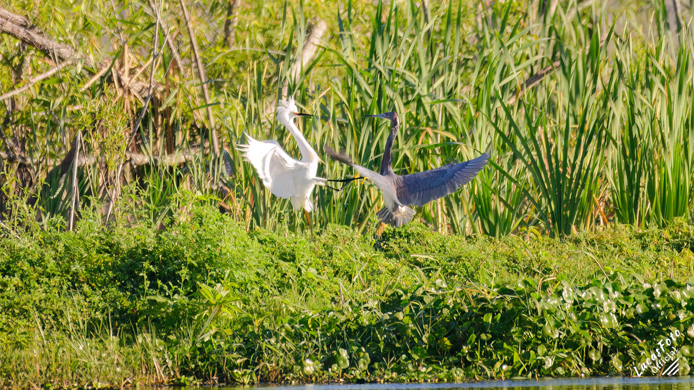 Snowy Egret / Tricolored Heron