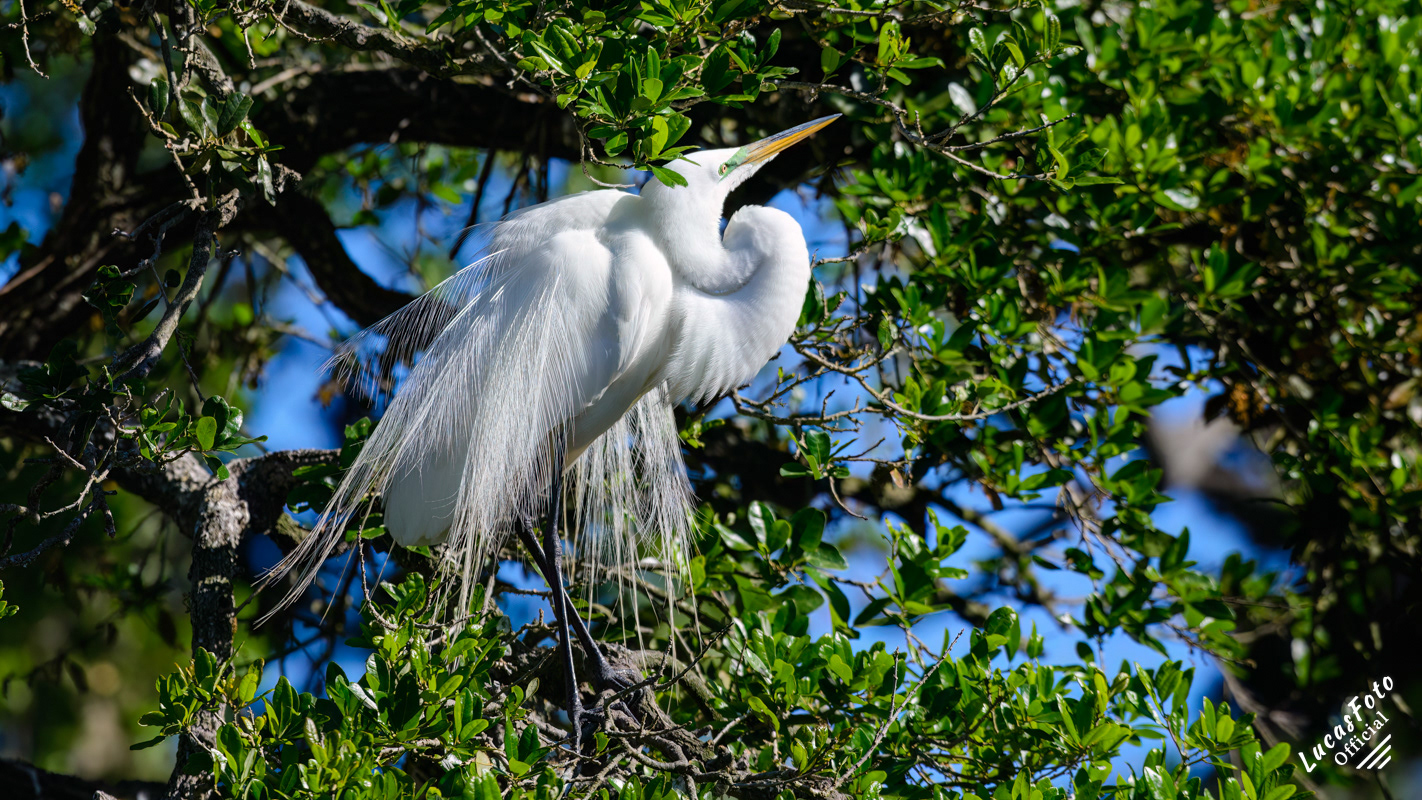 Great Egret