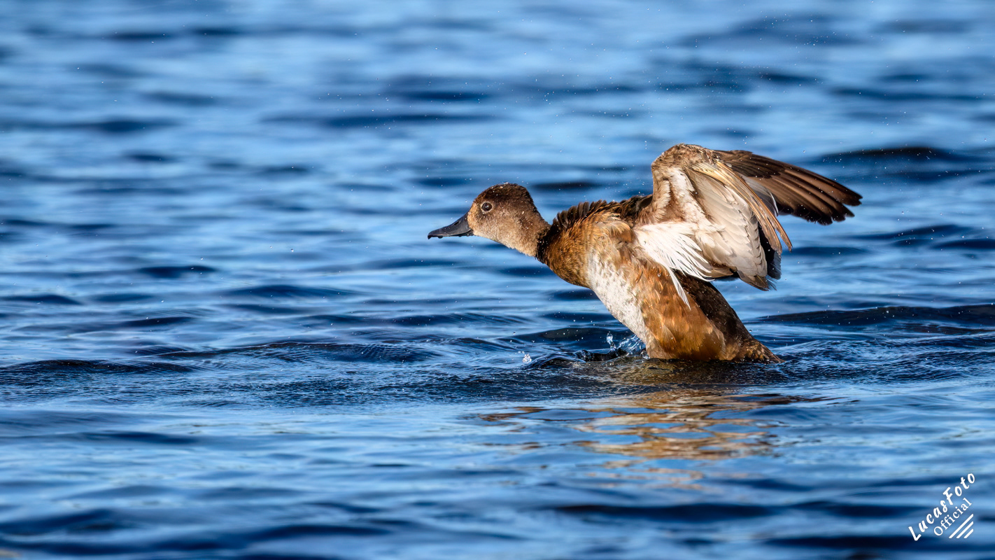 Ring-necked Duck