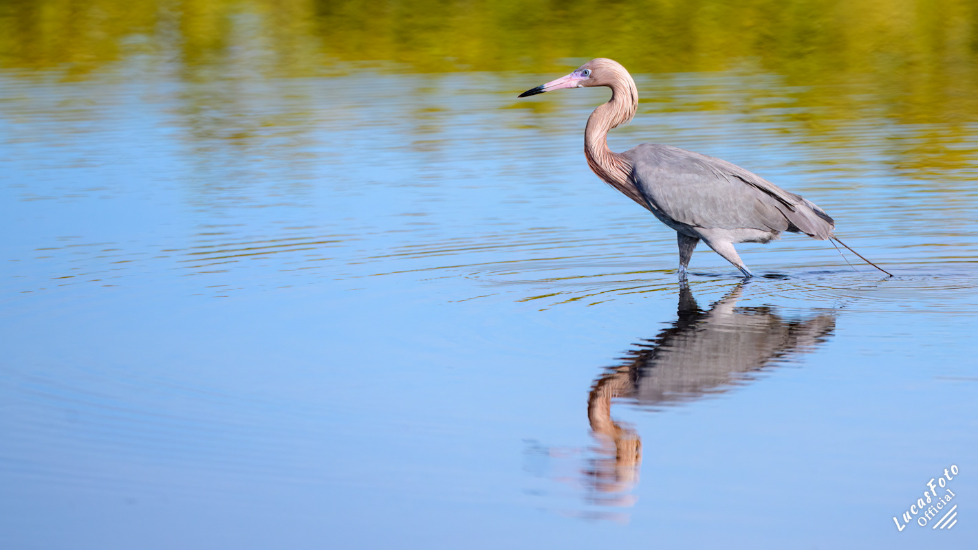 Reddish Egret
