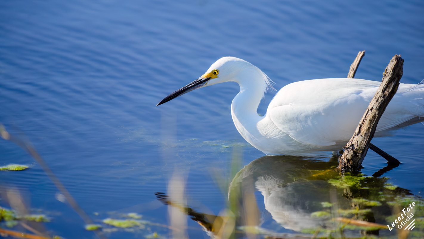 Snowy Egret