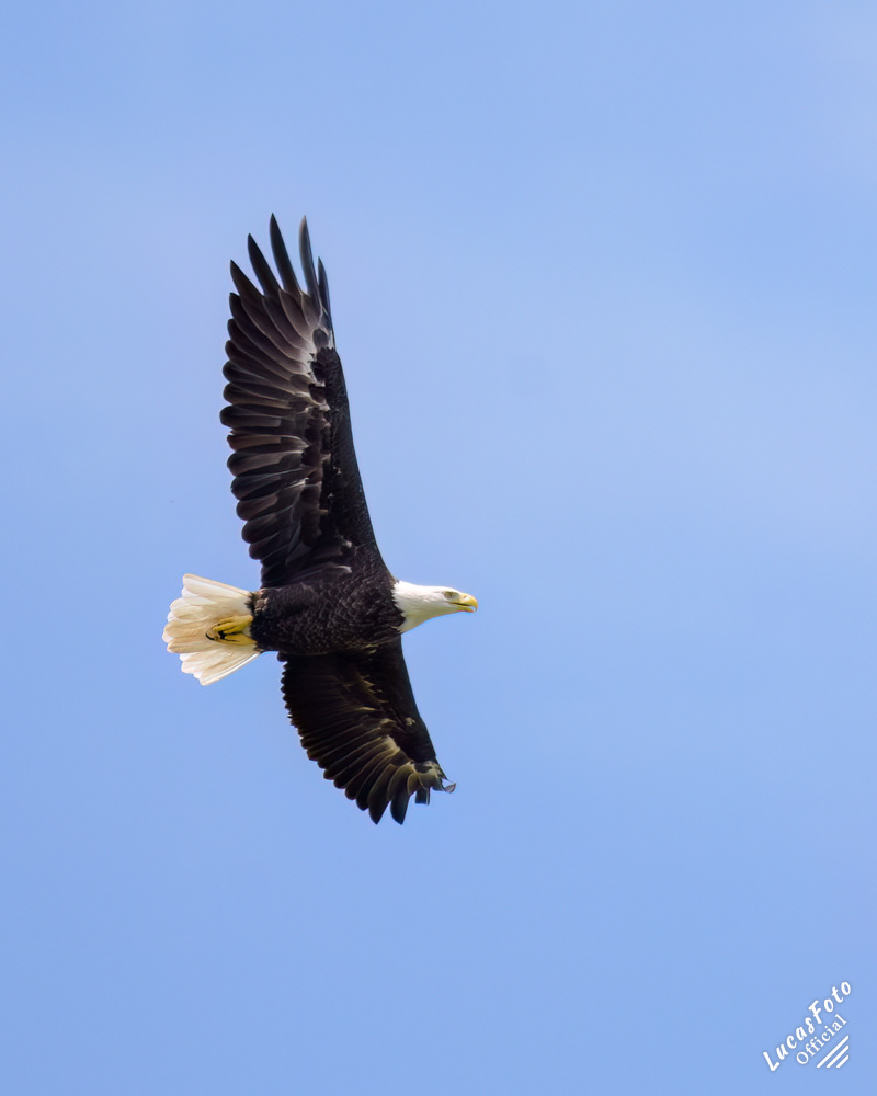 Bald Eagle