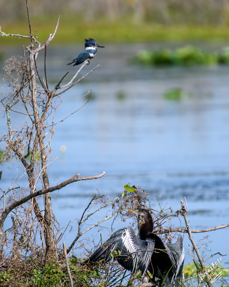 Belted Kingfisher